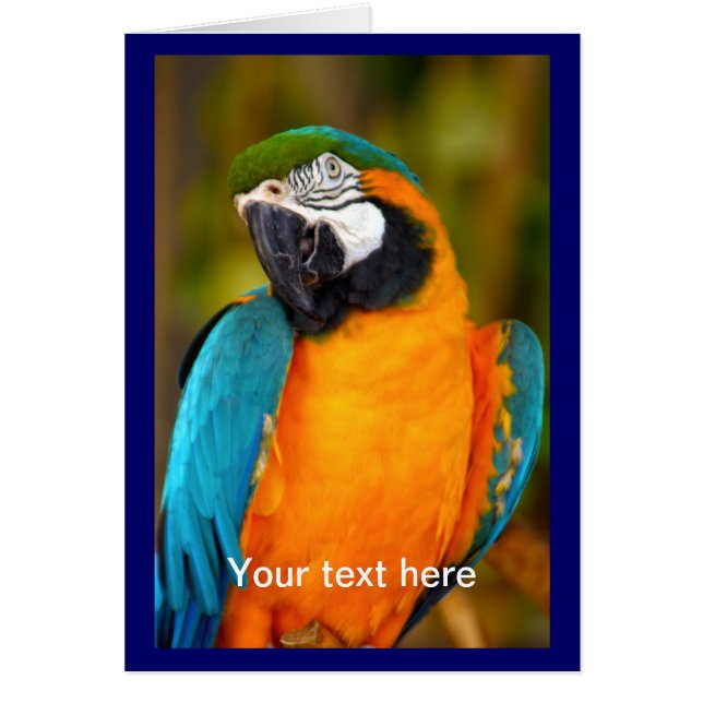 Cartão Majestpoderá Macaw (Frente)