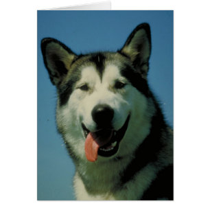 Cartão Malamute do Alasca
