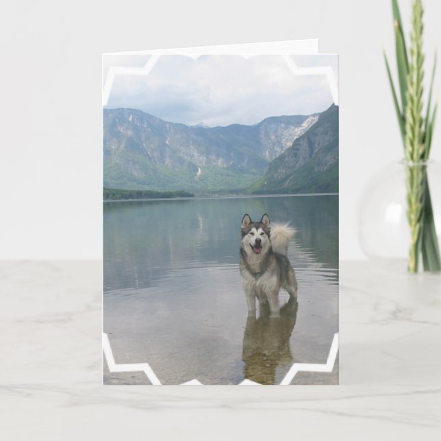 Cartão Malamute Dog Greeting Card (Frente)