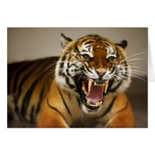 Cartão Malayan do tigre #2