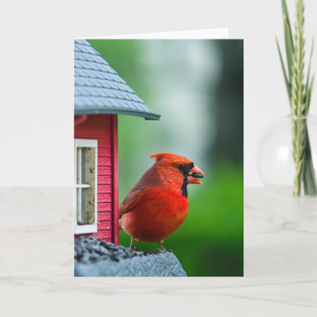 Cartão male cardinal at feeder in the Spring (Frente)