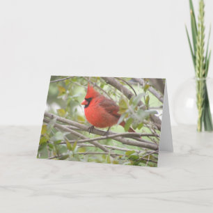 Cartão Male Cardinal Card (Blank)