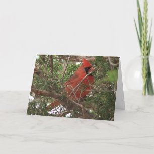 Cartão Male Cardinal, Wonderful Day