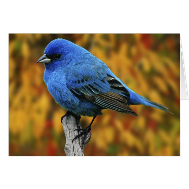 Cartão Male Indigo Bunting, Passerina cyanea (Frente Horizontal)