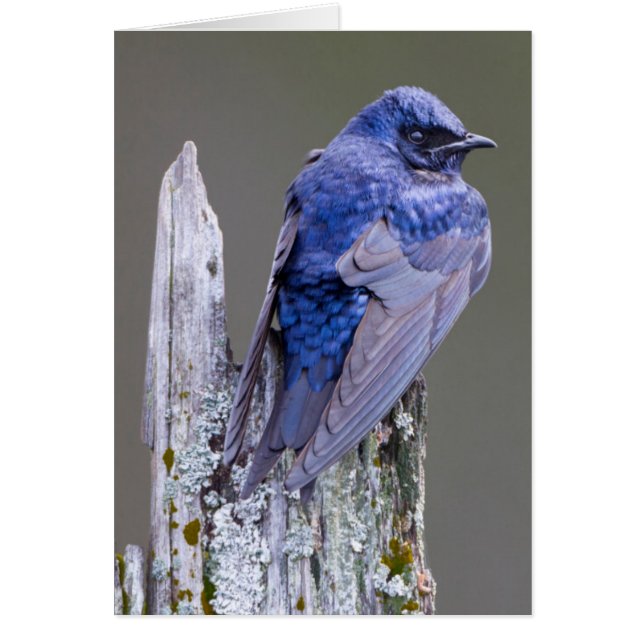 Cartão Male Purple Martin nest sobre o lago Sammamish (Frente)