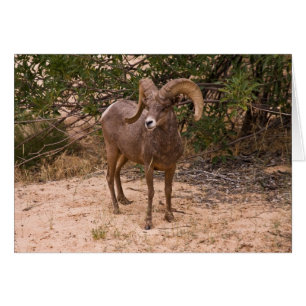 Cartão Male Ram Big Horn Shea