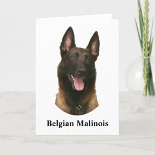 Cartão malinois belgas