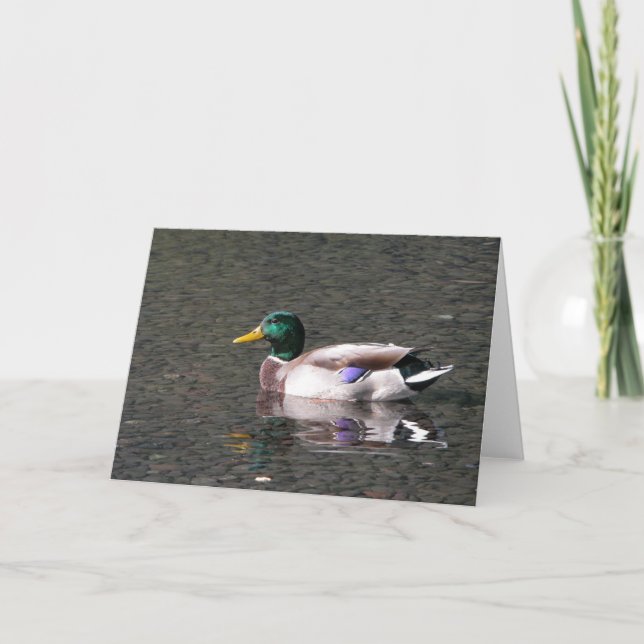 Cartão Mallard (Frente)