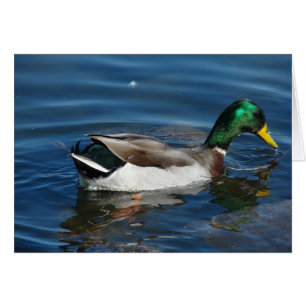 Cartão Mallard Drake