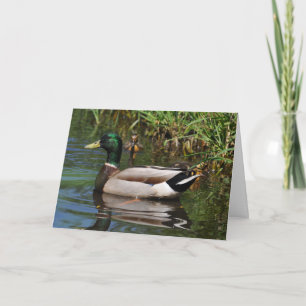 Cartão Mallard Drake Ducklings Dia de os pais Fotográfico