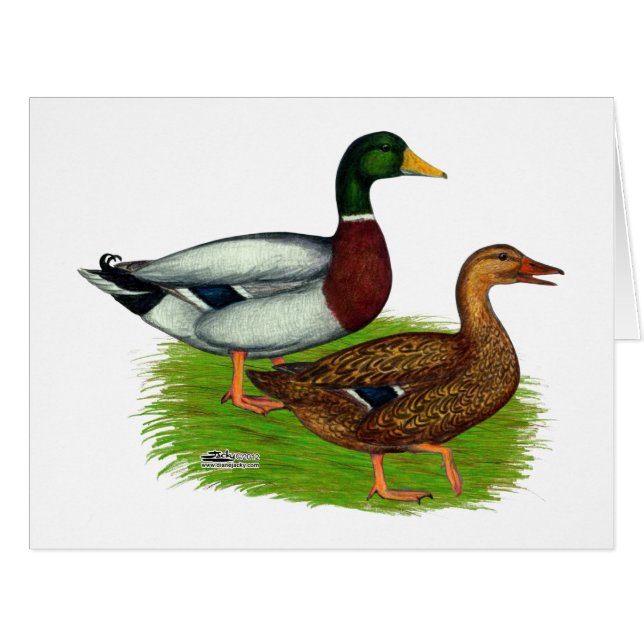 Cartão Mallard Drake e Duck (Frente horizontal)