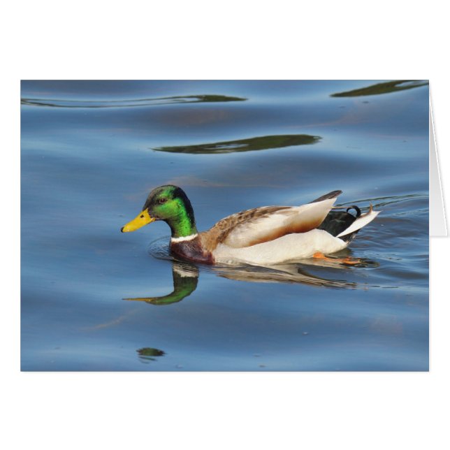 Cartão Mallard Duck (Frente Horizontal)