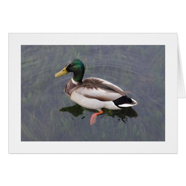 Cartão Mallard Duck (Bordado) (Frente Horizontal)