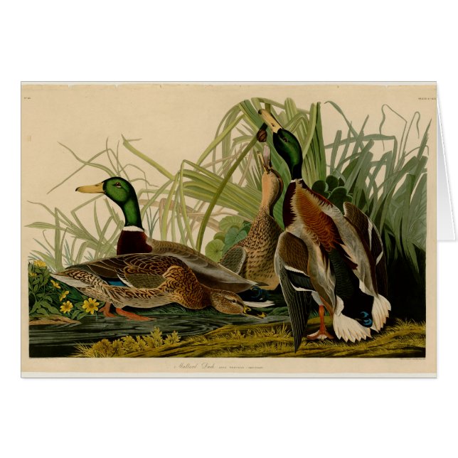 Cartão Mallard Duck - Pincel de Ave Audubon (Frente Horizontal)