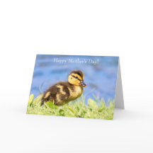 Mallard Duckling