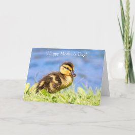 Cartão Mallard Duckling