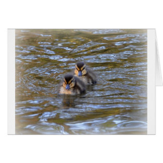 Cartão Mallard Ducklings