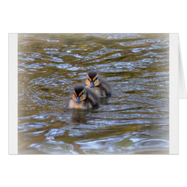 Cartão Mallard Ducklings (Frente Horizontal)