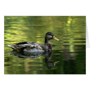 Cartão Mallard Espelhado Na Água Verde