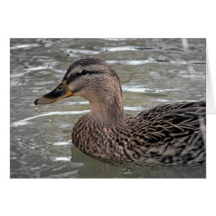 Cartão Mallard Hen