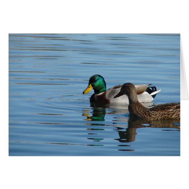 Cartão Mallard Pair (Frente Horizontal)