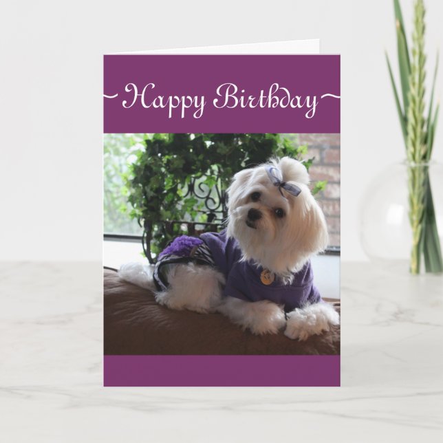 Cartão Maltese 2 (Frente)