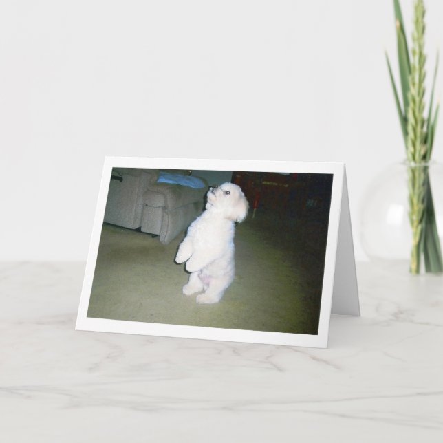 Cartão Maltese Happy Father's Day Card (Frente)