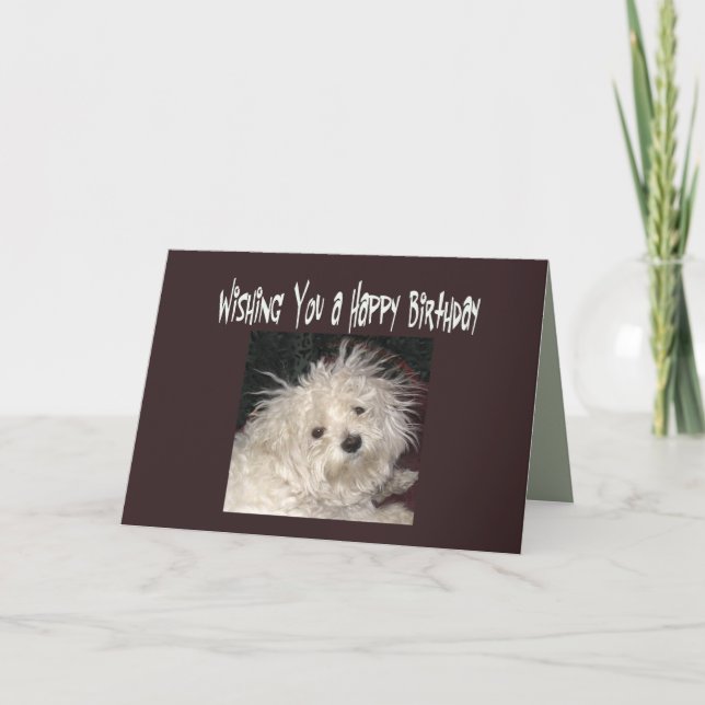 Cartão Maltese Humor Birthday Wishes Card for Anyone (Frente)