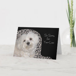 Cartão Maltese Sympathy Card - Blank Inside