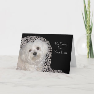 Cartão Maltese Sympathy Card - Blank Inside