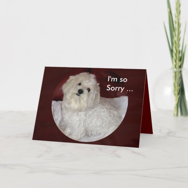 Cartão Maltese Sympathy Card on Burgundy and White (Frente)