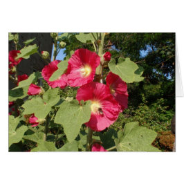 Cartão Malvariscas Rosa