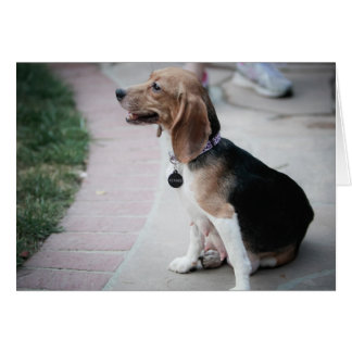 Cartão Mama Beagle