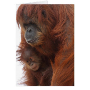 Cartão Mamã e bebê Orangutan