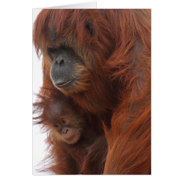 Cartão Mamã e bebê Orangutan (Frente)