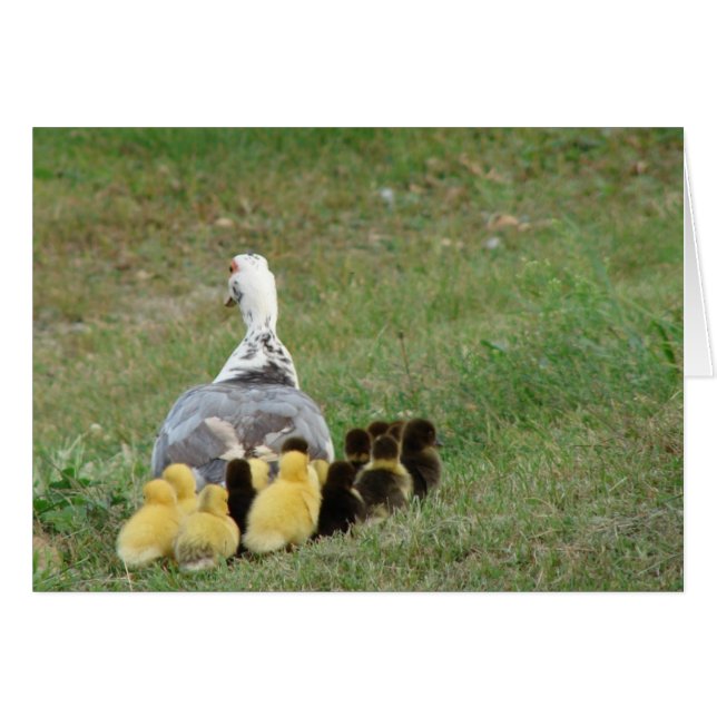 Cartão Mamãe Muscovy Com Ducklings (Frente Horizontal)