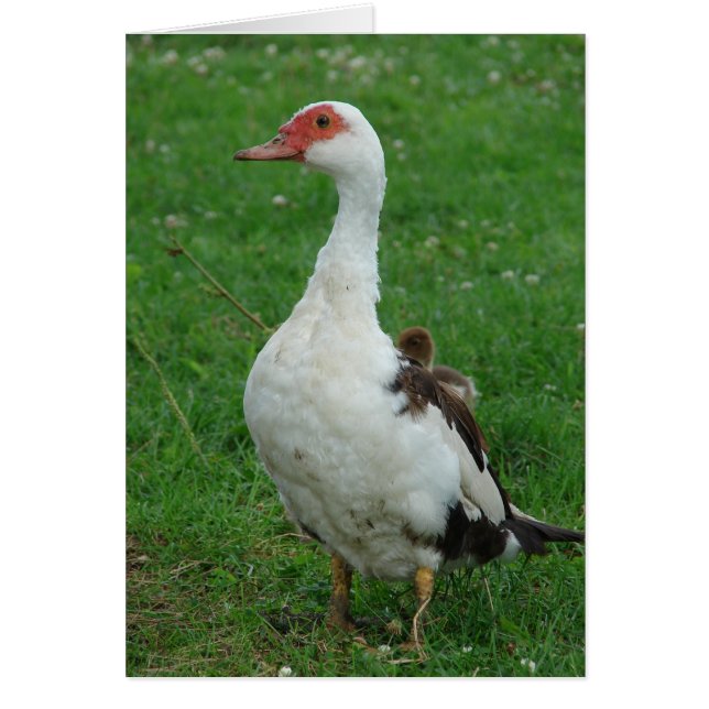 Cartão Mamma Orgulhosa (Frente)