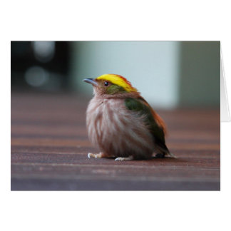 Cartão Manakin com prego de ferrão