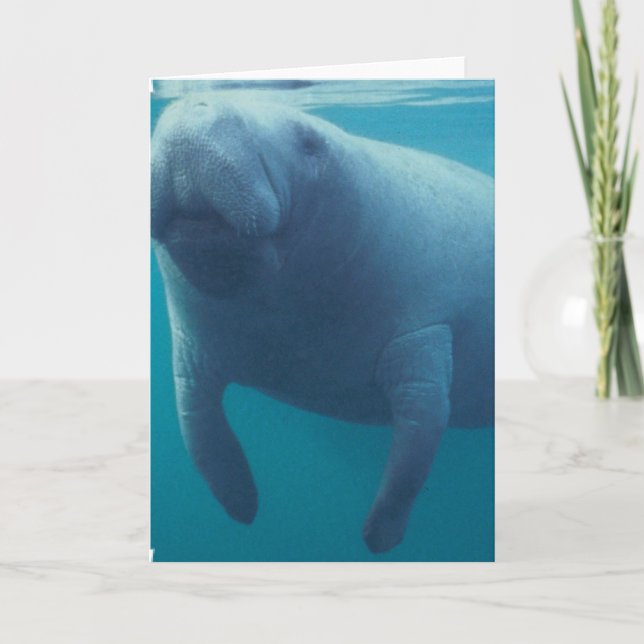 Cartão Manatee Greeting Card (Frente)