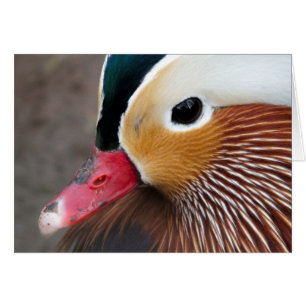 Cartão Mandarin Duck