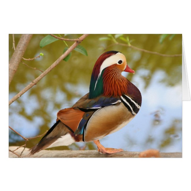 Cartão Mandarin Duck (Frente Horizontal)