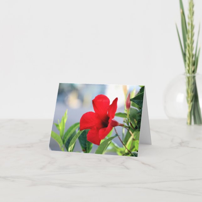 Cartão Mandevilla (Frente)