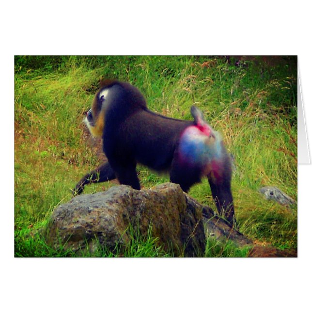 Cartão Mandrill nº 4 (Frente Horizontal)