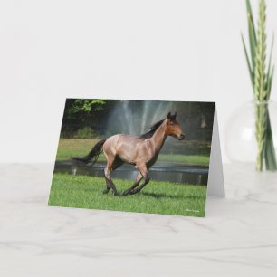 Cartão Mangalarga em frente à fonte