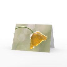 Manhã Buttercamp Feliz Aniversário Saudação