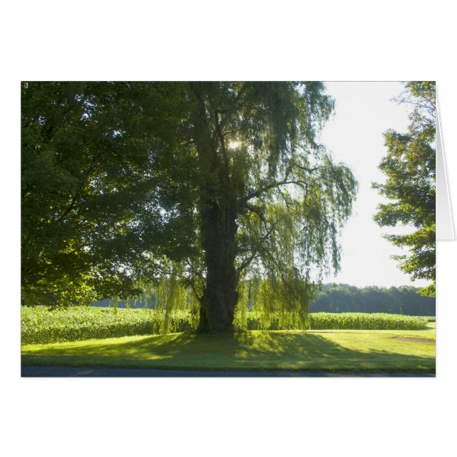 Cartão Manhã Selvagem - Começar o dia de luz do sol brilh (Frente Horizontal)