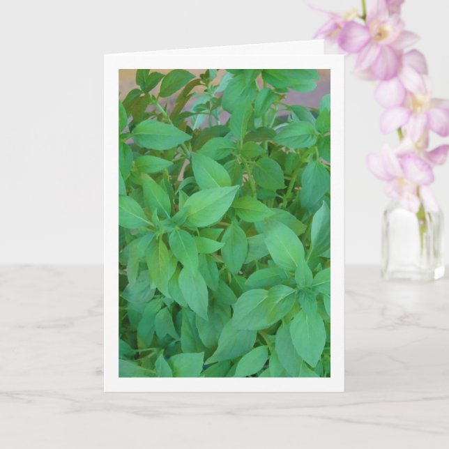 Cartão Manjericão (Ocimum basilicum) (Orquídea)