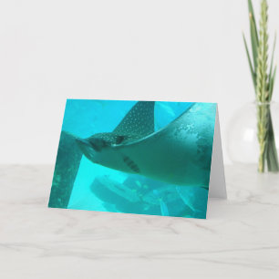 Cartão Manta Ray Greeting Card