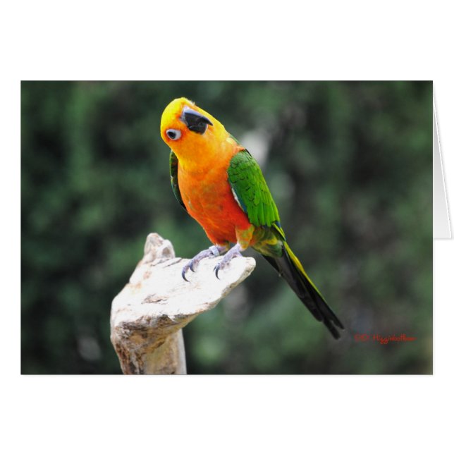 Cartão Manteiga II (Frente Horizontal)