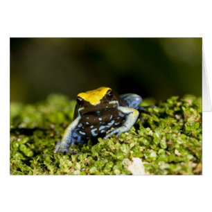 Cartão Mantela-de-orelha-preta, Mantella expectata, 2